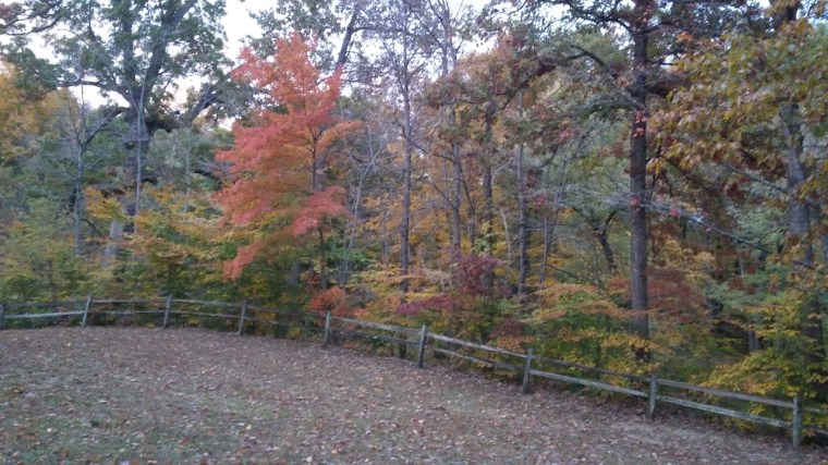Fall Foliage Lapping Park