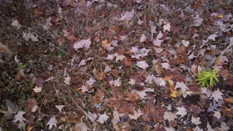 Fallen Leaves